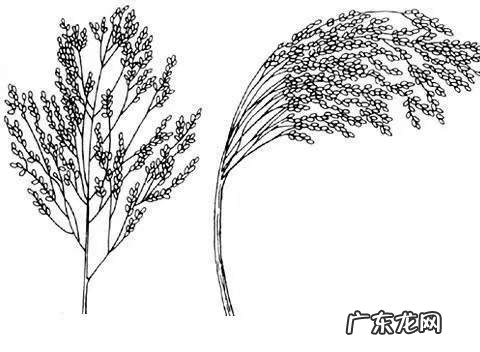 五谷中的菽指的是