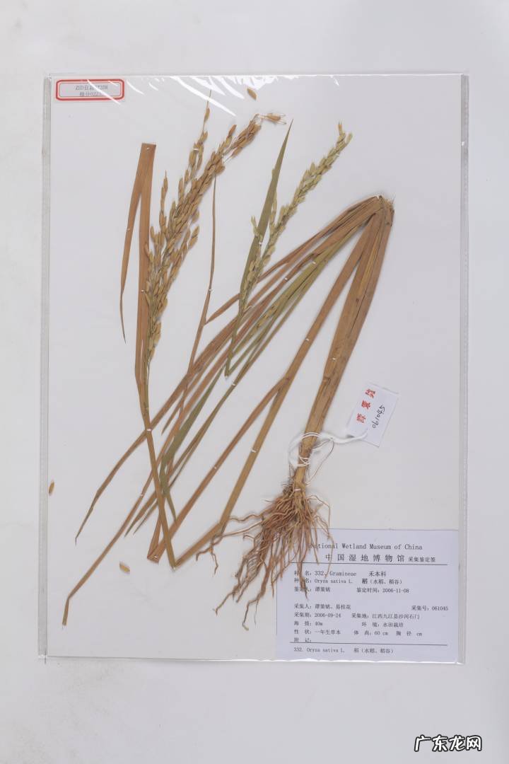 五谷中的菽指的是