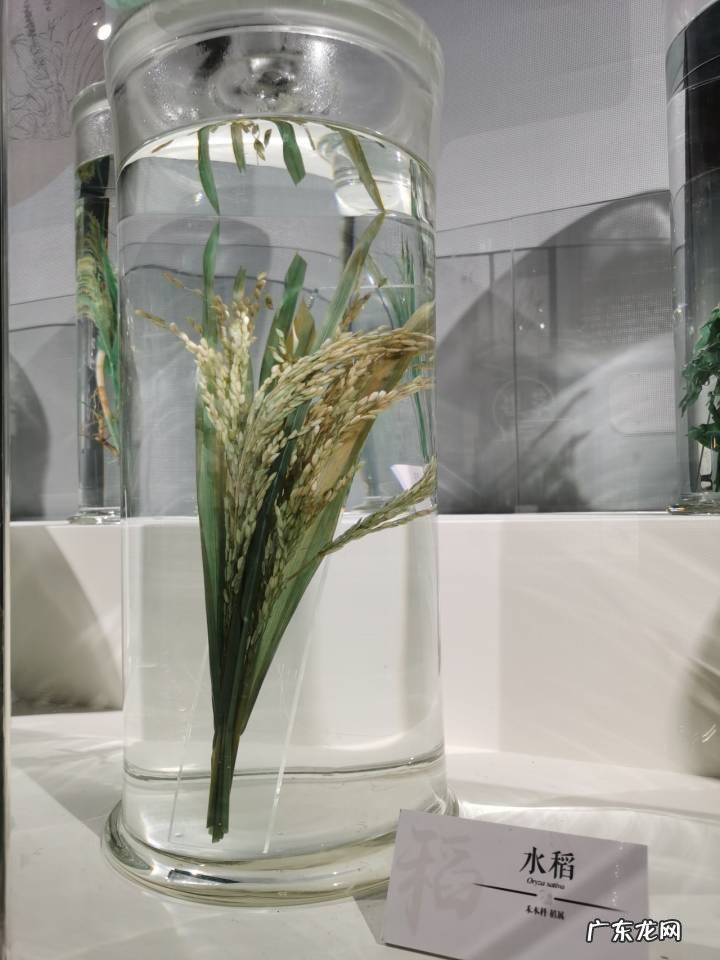 五谷中的菽指的是