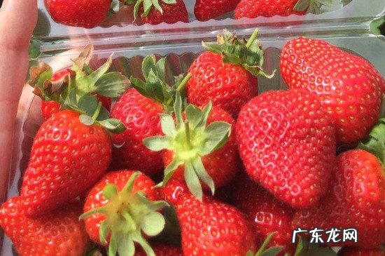 草莓橘子可以一起吃吗