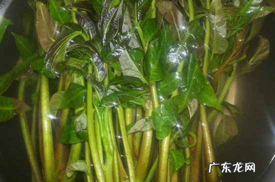 香椿如何保鲜运输