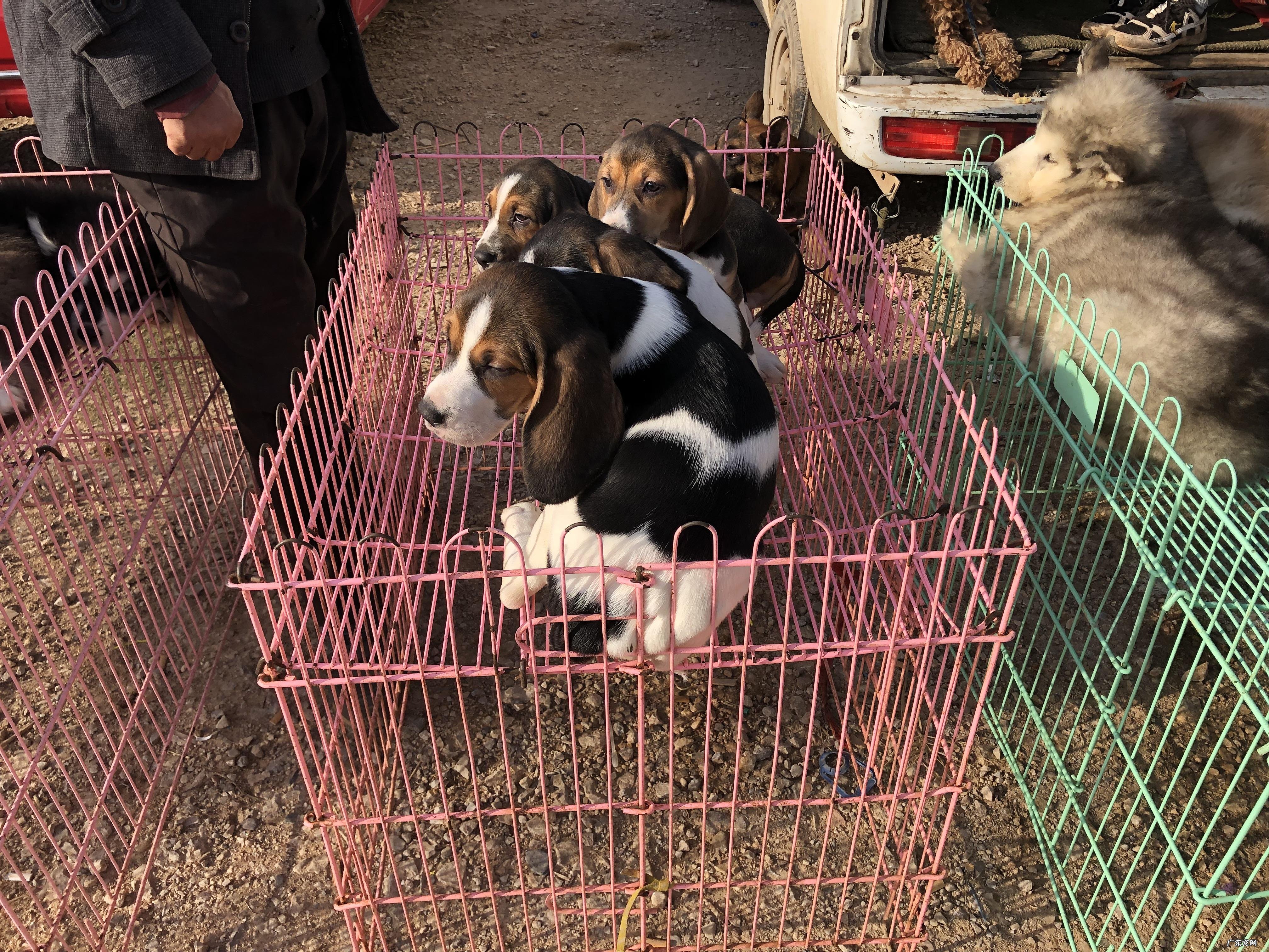 养比格犬的十大禁忌 比格犬多少钱一只