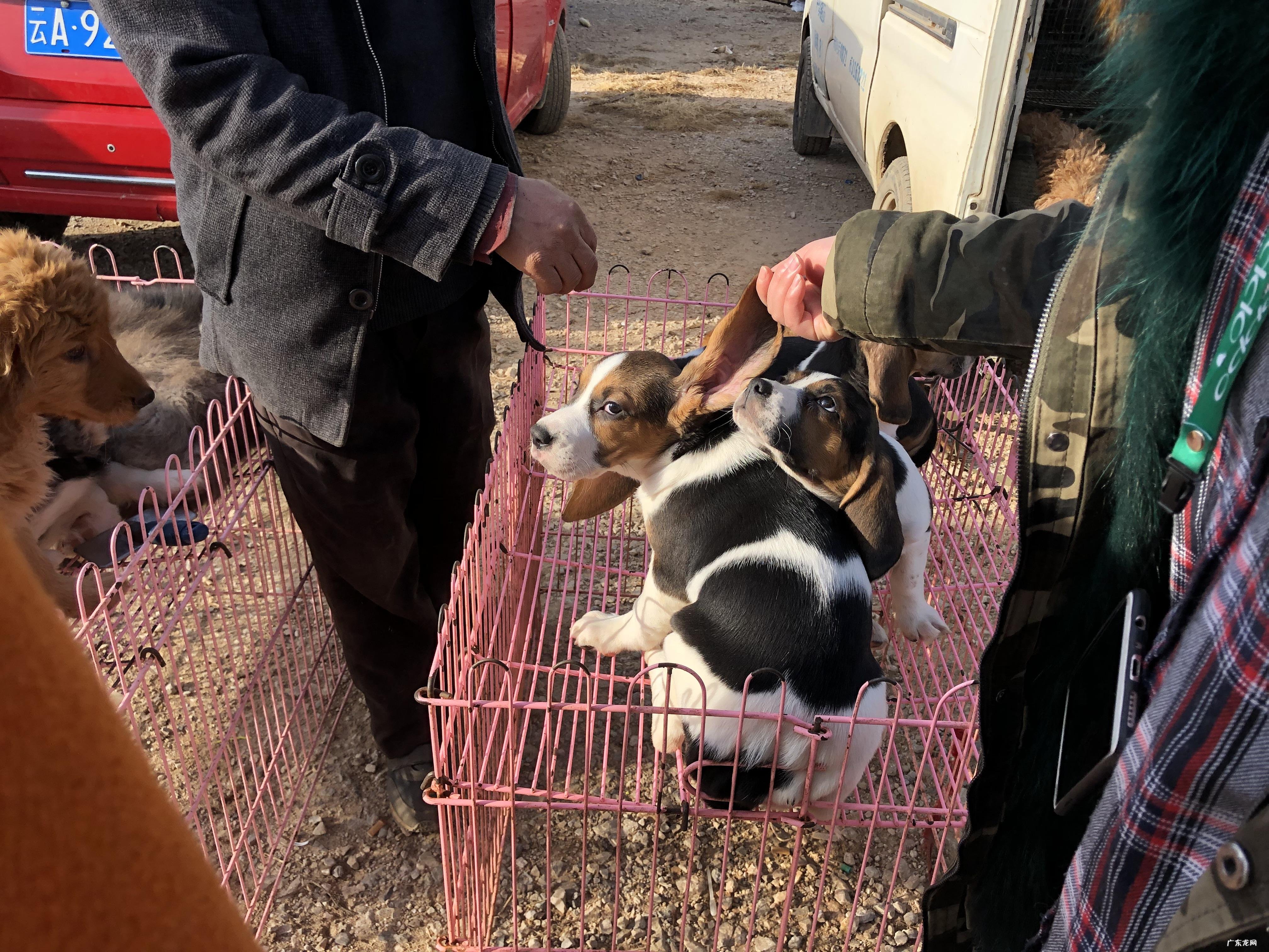 养比格犬的十大禁忌 比格犬多少钱一只