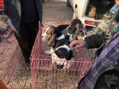 养比格犬的十大禁忌 比格犬多少钱一只