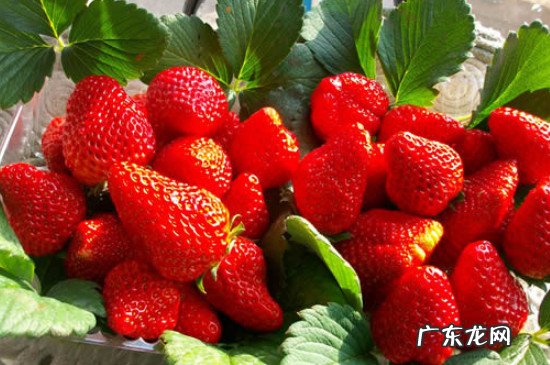 草莓上有白白一层能不能吃