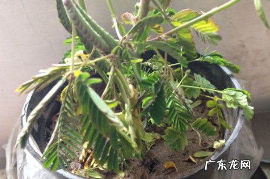 含羞草煮水作用与功效