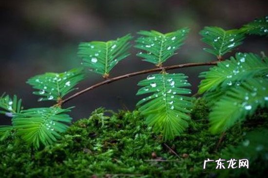 含羞草煮水作用与功效