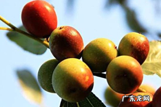 吃酸枣的好处和坏处