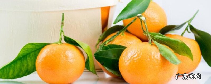 桔子和橘子的区别是什么