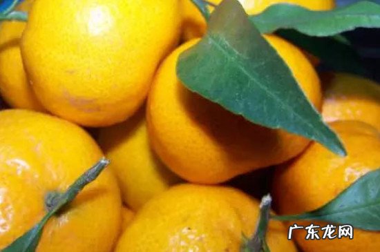 桔子和橘子的区别是什么