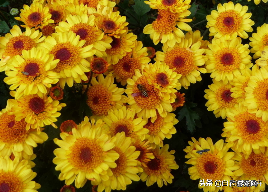 花中君子指的是什么