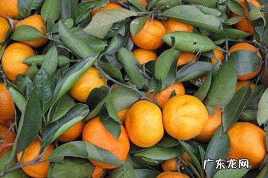 鲜桔子叶的功效