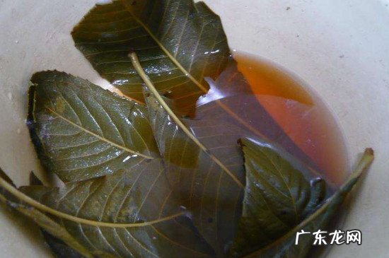 枇杷叶陈皮煮水的功效