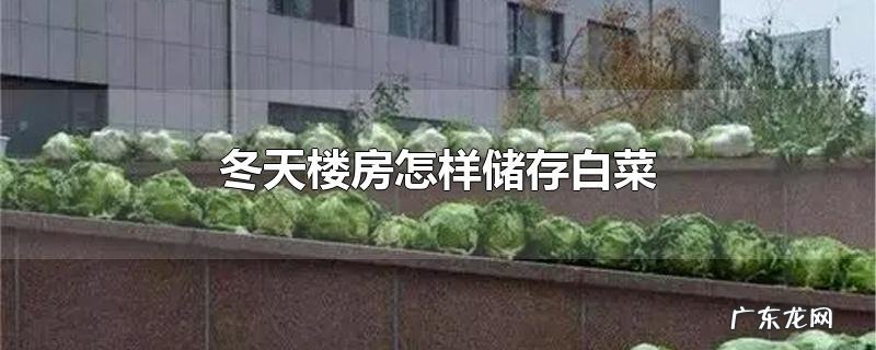 冬天楼房怎样储存白菜