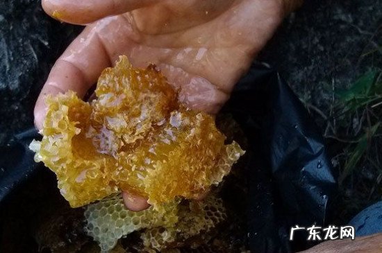 马蜂窝的功效与作用及食用方法