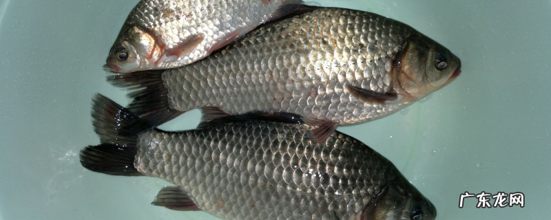 优质鲫鱼的养殖技术,主要有以下几方面