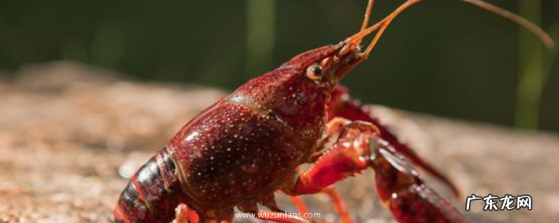 小龙虾人工繁育技术，怎么选择亲虾