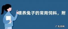 喂养兔子的常用饲料，附详细介绍