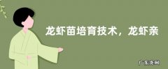 龙虾苗培育技术，龙虾亲虾培育