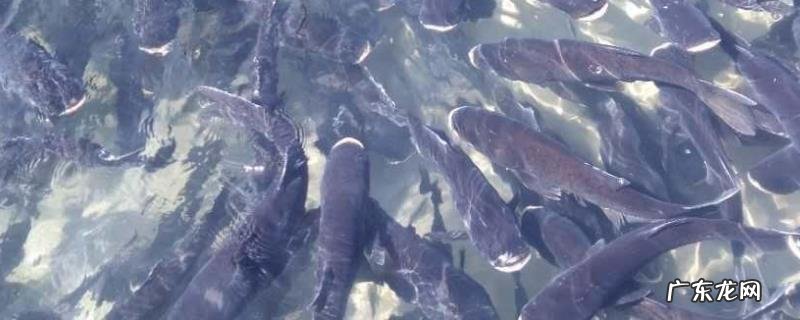 鱼养殖过程中的冬季管理技术,清塘消毒再放鱼苗