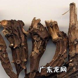 生草乌的功效与作用的功能与主治
