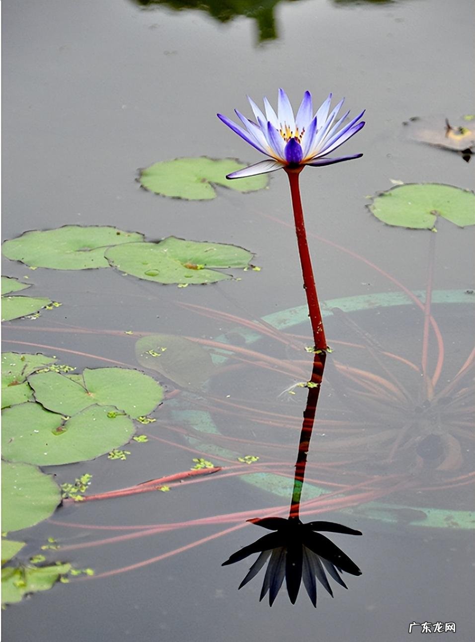 韬光养晦的字面解释 韬光养晦的意思是什么