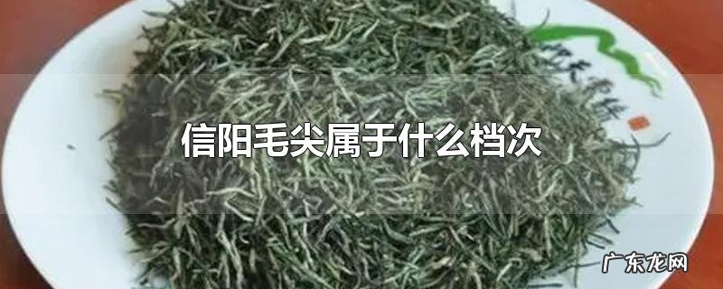 信阳毛尖属于什么档次