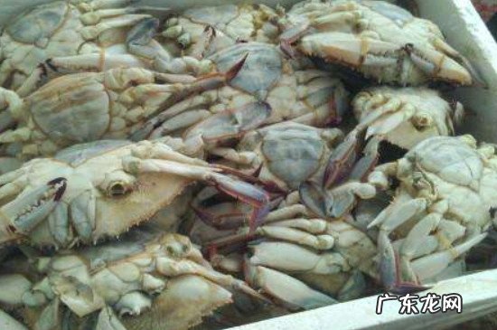 冰箱冻死螃蟹能吃吗