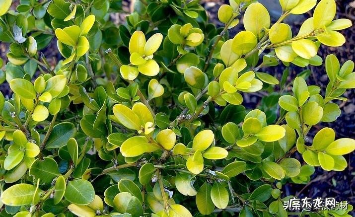 黄杨树是什么样的 黄杨科的主要特征
