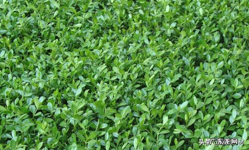 黄杨树是什么样的 黄杨科的主要特征