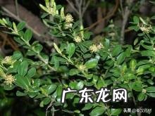 黄杨树是什么样的 黄杨科的主要特征