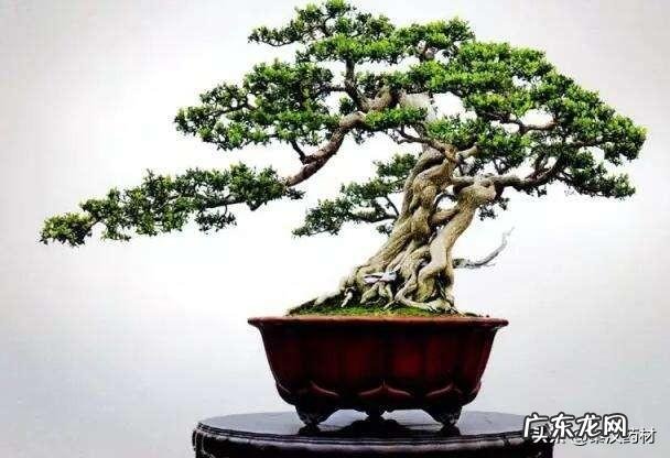 黄杨树是什么样的 黄杨科的主要特征