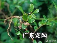 黄杨树是什么样的 黄杨科的主要特征