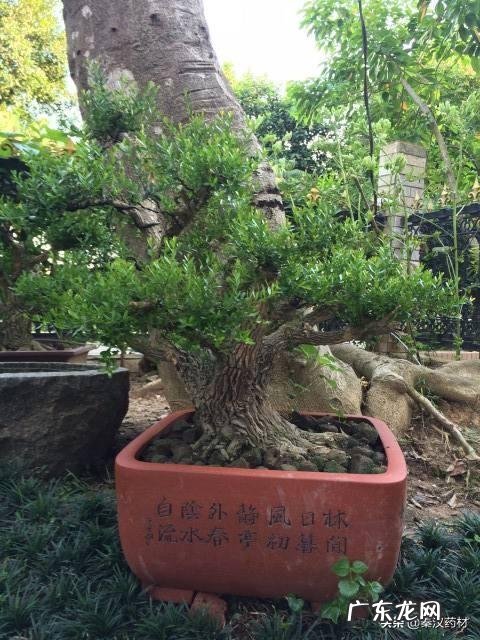 黄杨树是什么样的 黄杨科的主要特征