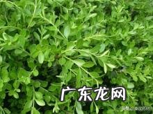 黄杨树是什么样的 黄杨科的主要特征