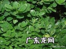 黄杨树是什么样的 黄杨科的主要特征