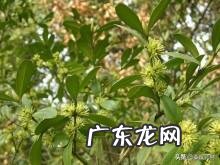 黄杨树是什么样的 黄杨科的主要特征