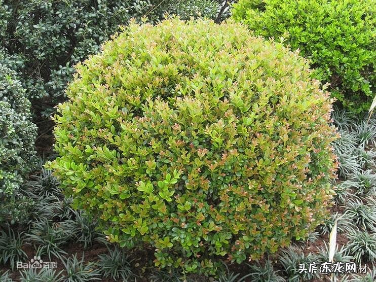黄杨树是什么样的 黄杨科的主要特征