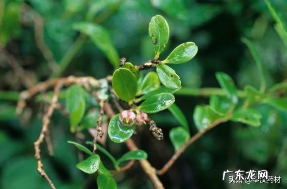 黄杨树是什么样的 黄杨科的主要特征