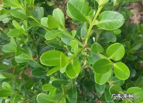 黄杨树是什么样的 黄杨科的主要特征