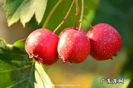 山楂和红薯可以同吃吗