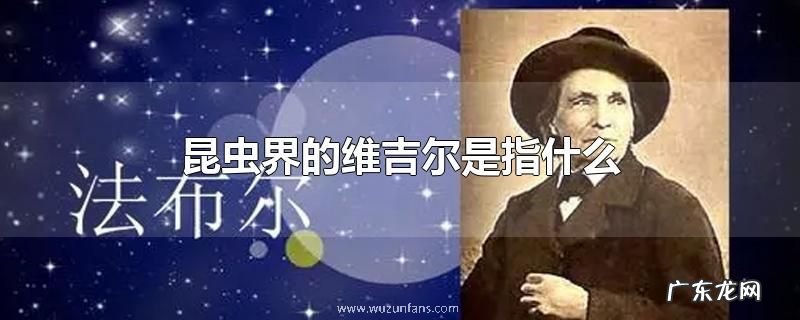 昆虫界的维吉尔是指什么