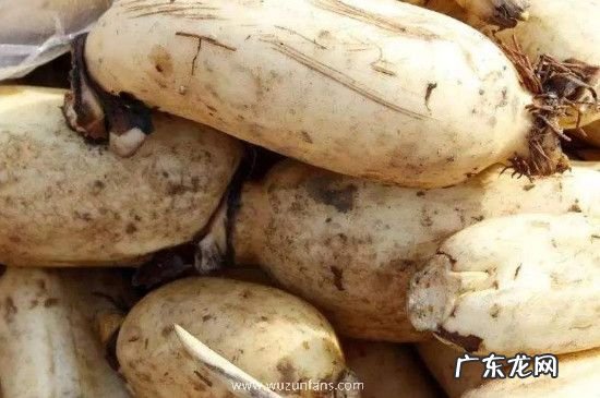 生的藕变红了还能吃吗