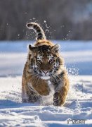 龙虎风云打个生肖