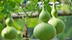 葫芦的寓意和象征-简短介绍