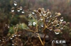 寒露三候分别是什么-简短介绍