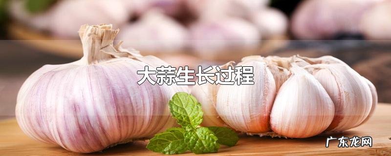 大蒜生长过程