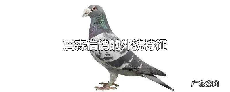 詹森信鸽的外貌特征