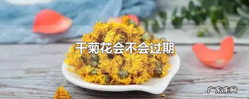 干菊花会不会过期