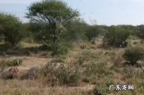 沙漠蝗虫能吃吗